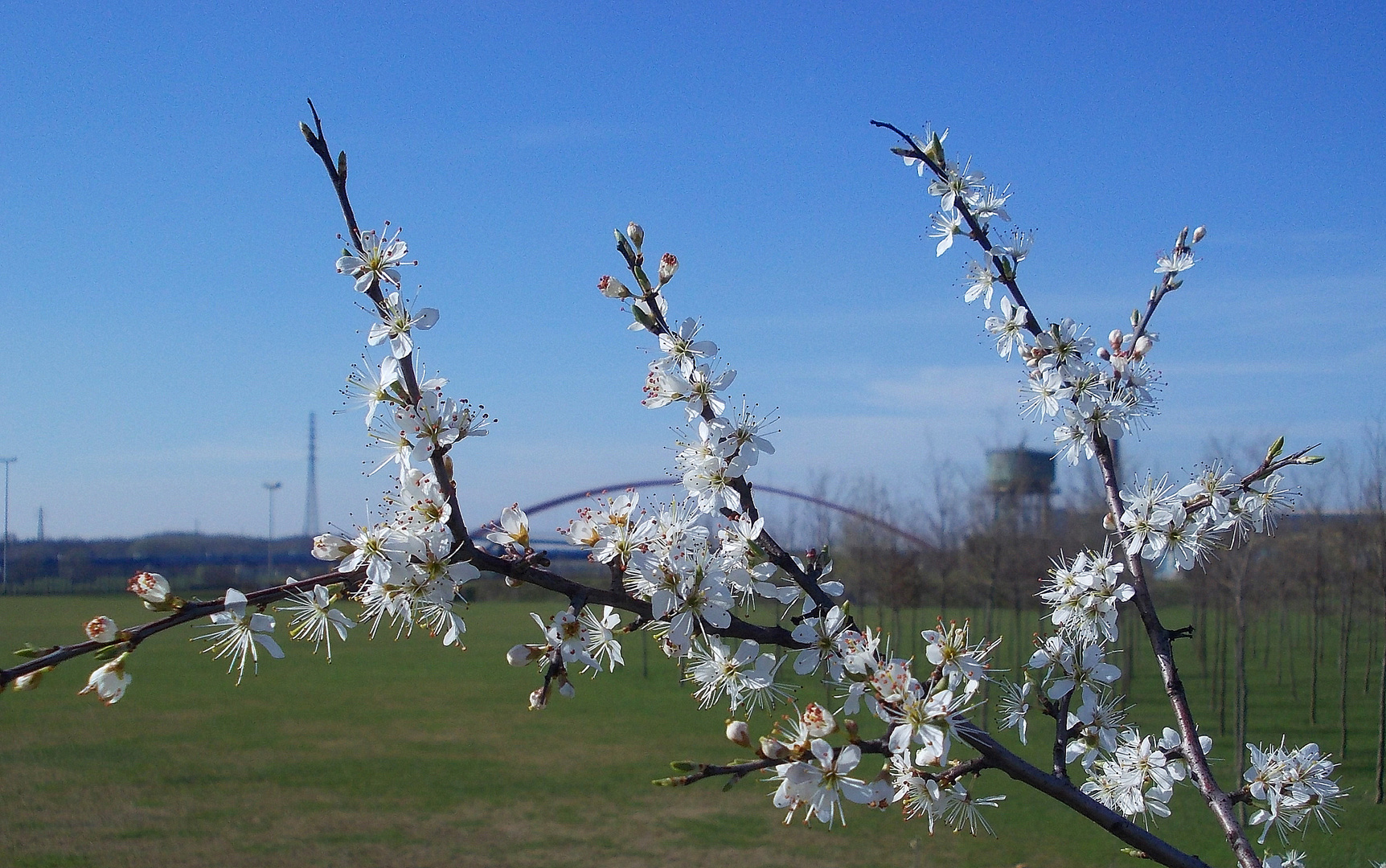 Frühling im Rheinpark