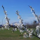 Frühling im Rheinpark