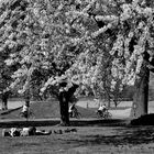 Frühling im Rheinpark ...