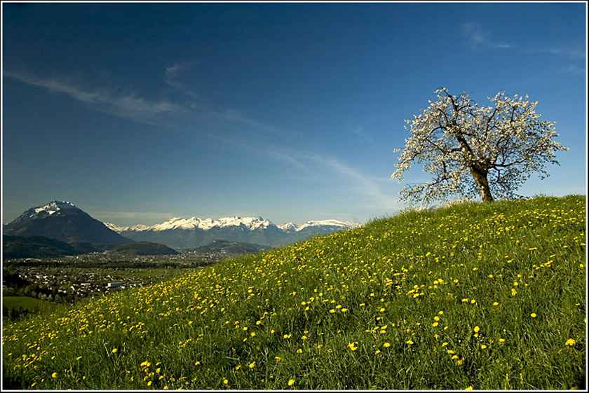 Frühling im Rheintal . . .