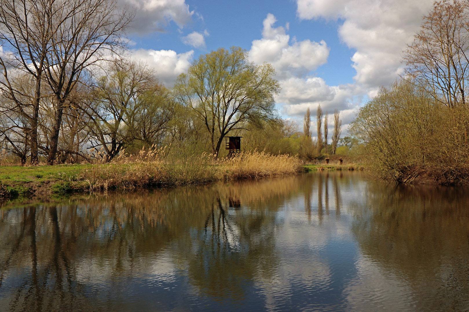 Frühling im Ried