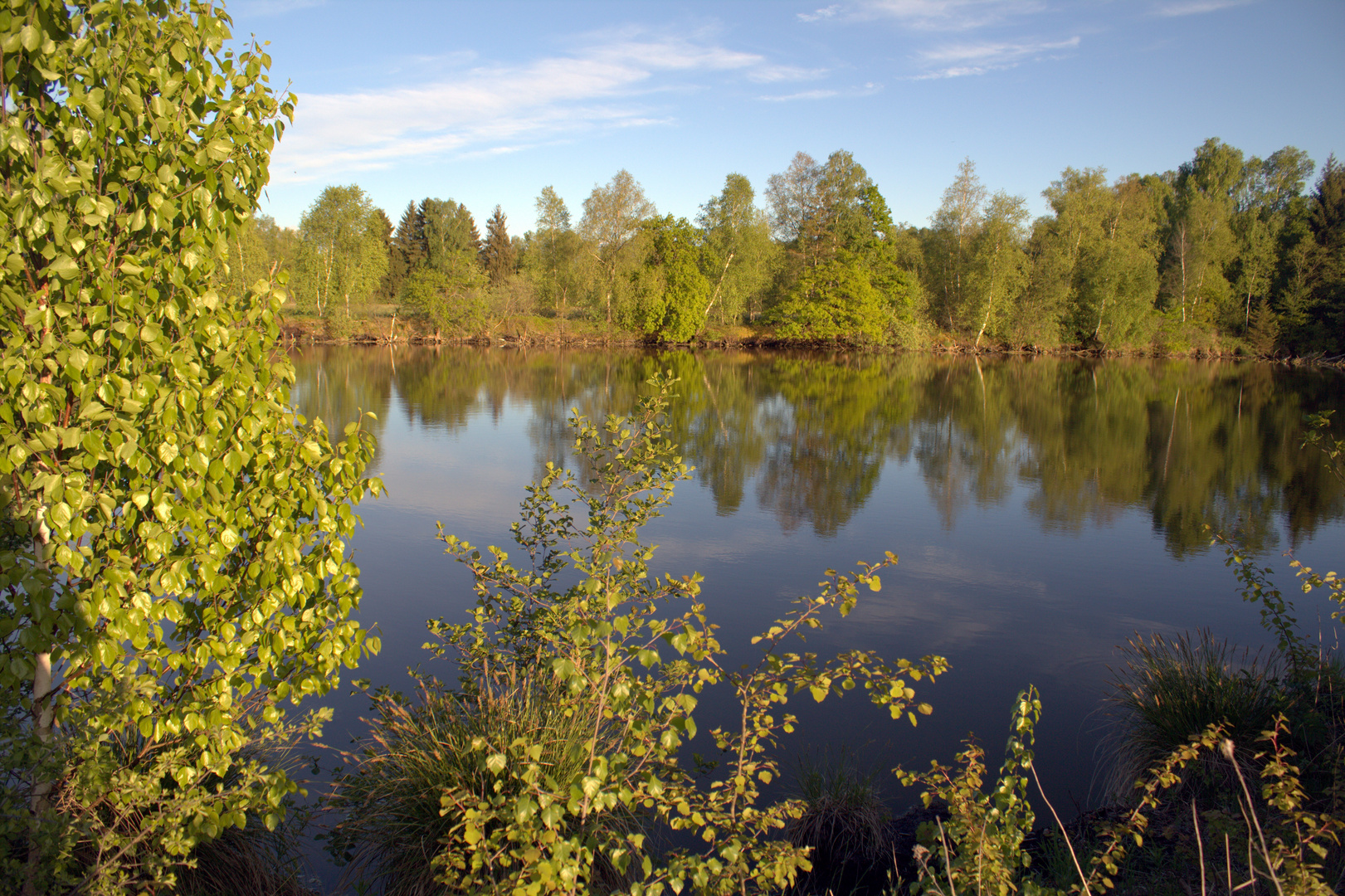 Frühling im Ried