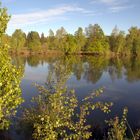 Frühling im Ried