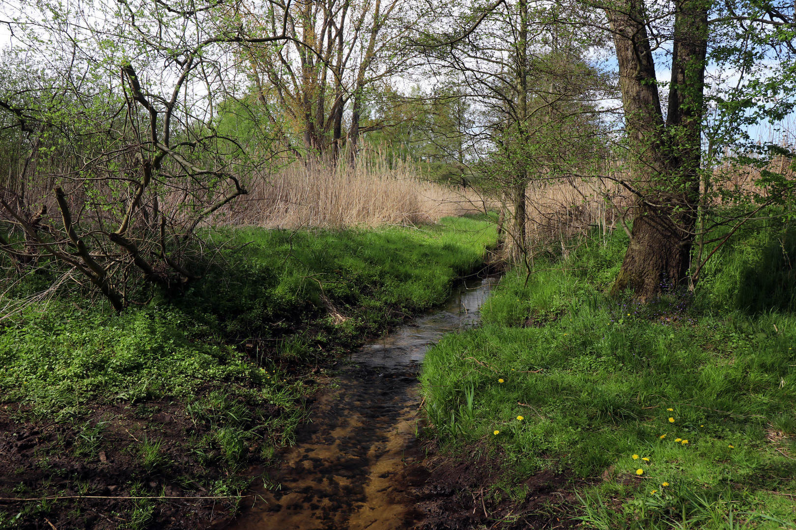 Frühling im Rohrbruch