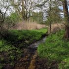 Frühling im Rohrbruch