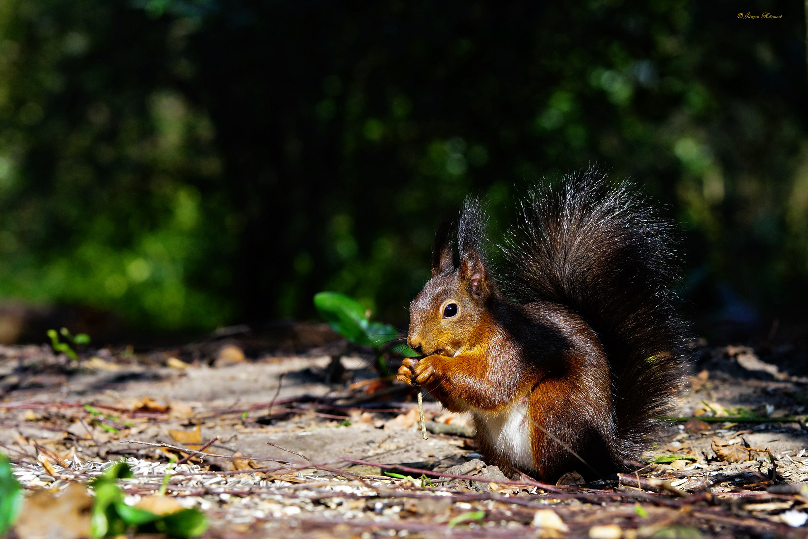 Frühling im Rombergpark 1