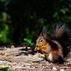 Frühling im Rombergpark 1