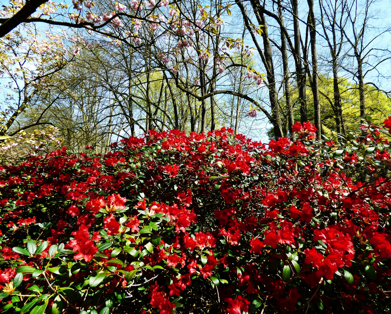 Frühling im Rombergpark (2)