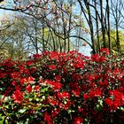 Frühling im Rombergpark (2)