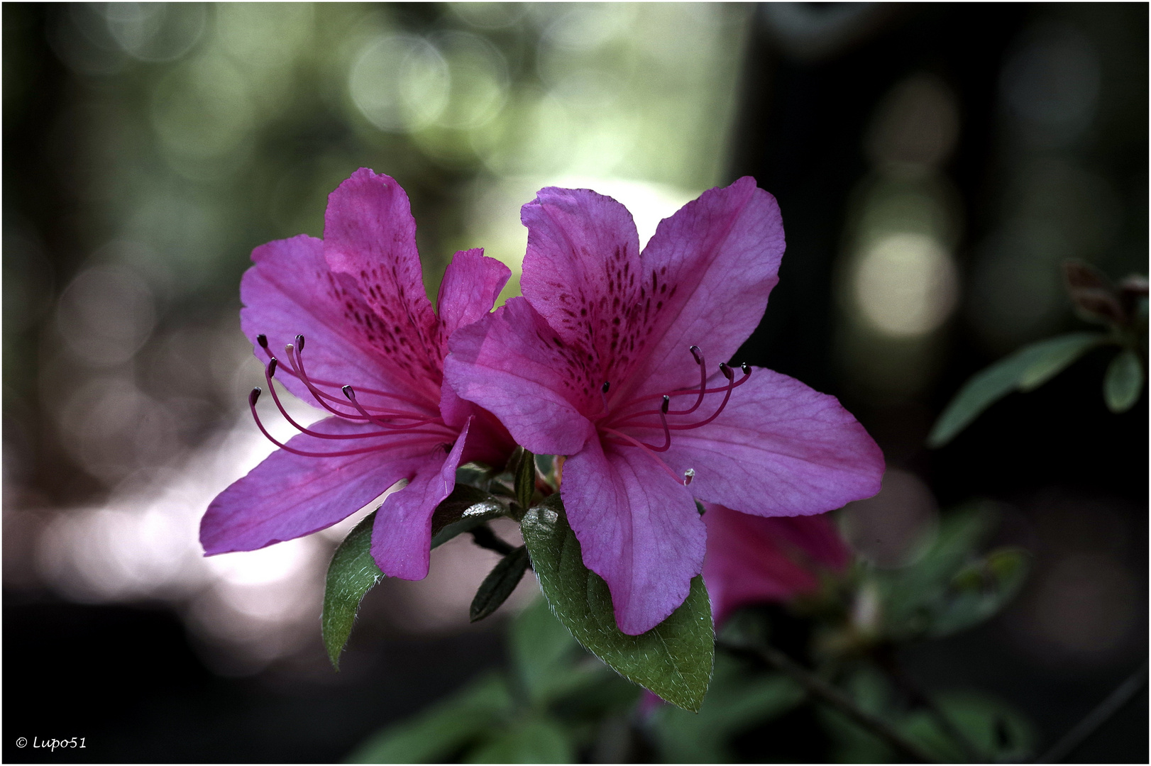 FRÜHLING IM ROMBERGPARK