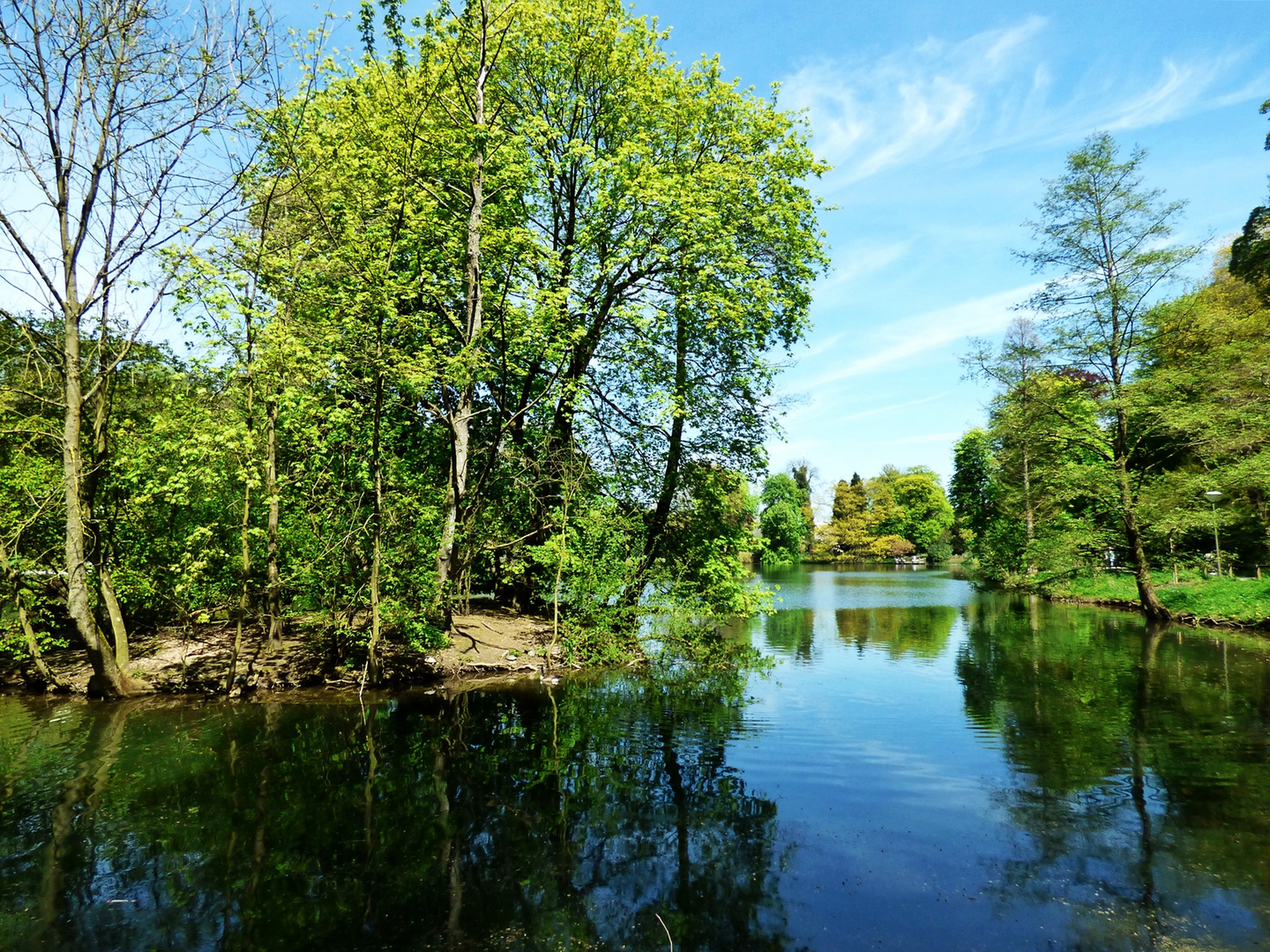 Frühling im Rombergpark Dortmund (1)