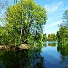 Frühling im Rombergpark Dortmund (1)