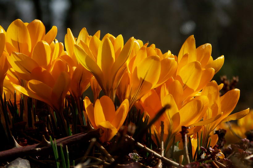 Frühling im Rosengarten Bern