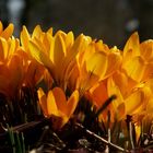 Frühling im Rosengarten Bern