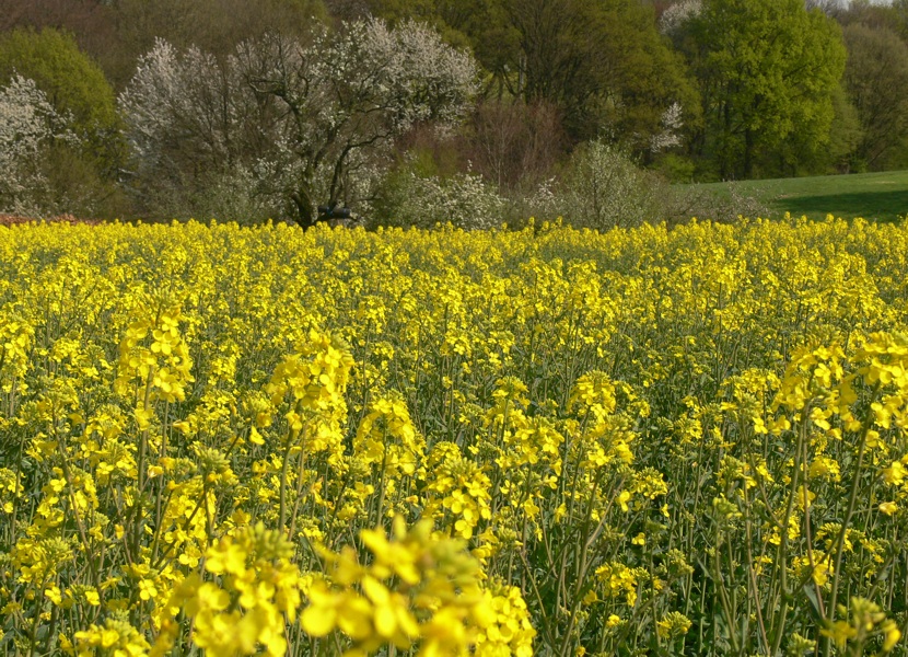 Frühling im Rossenbecktal