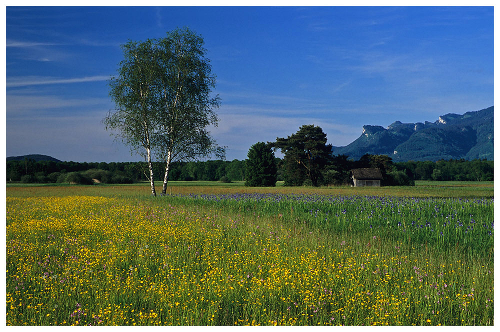 Frühling im Ruggellerriet