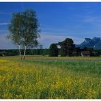 Frühling im Ruggellerriet