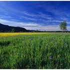 Frühling im Ruggellerriet II