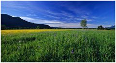 Frühling im Ruggellerriet II