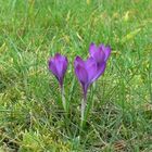 Frühling im Ruhrtal