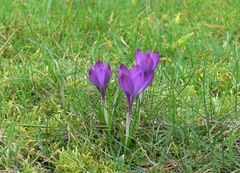 Frühling im Ruhrtal