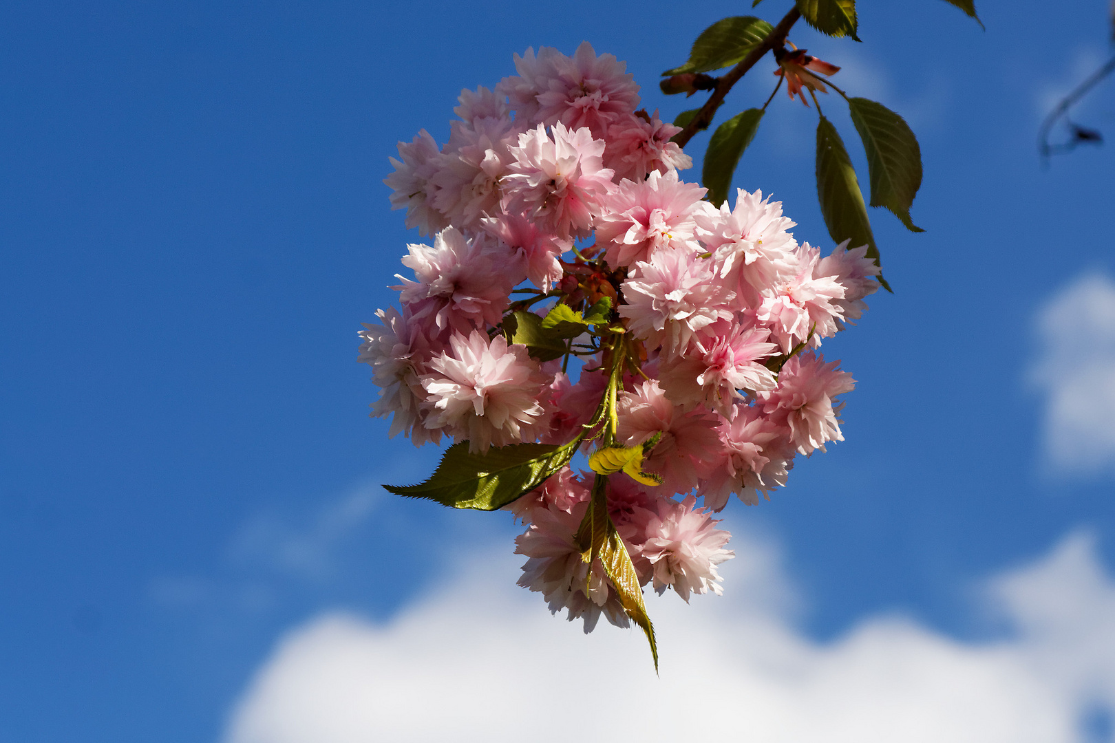 Frühling im Saarland - 2014 (diverse)