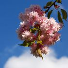 Frühling im Saarland - 2014 (diverse)