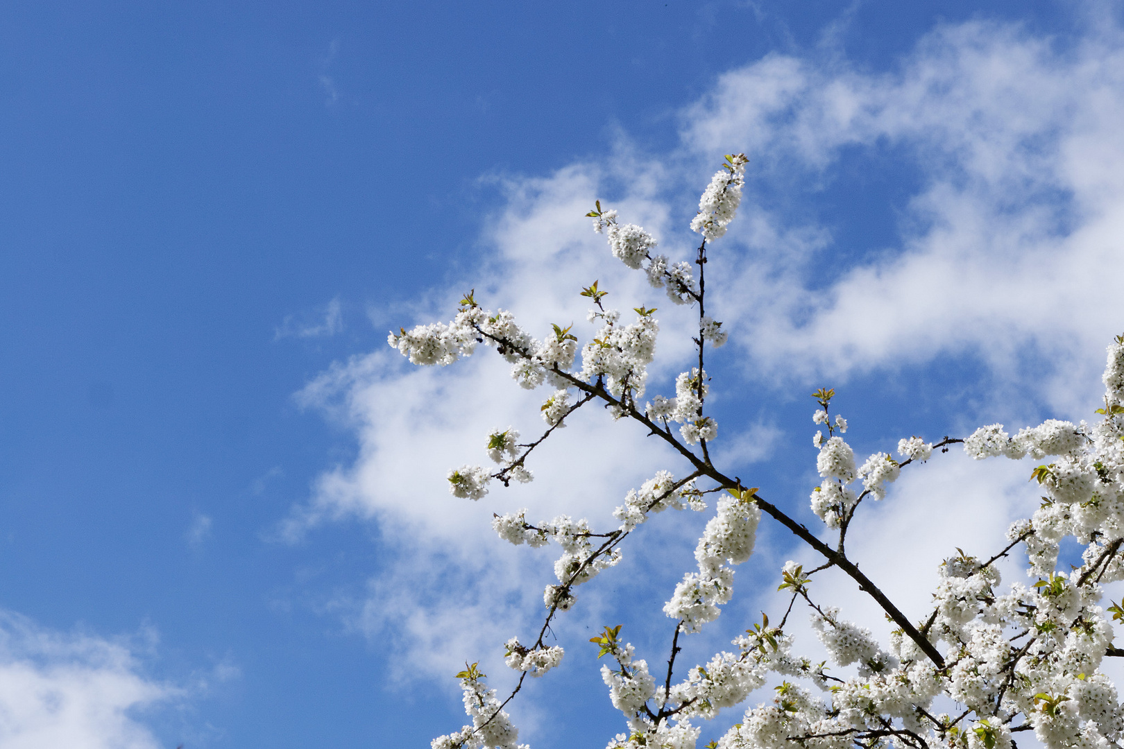 Frühling im Saarland - 2014 (diverse)