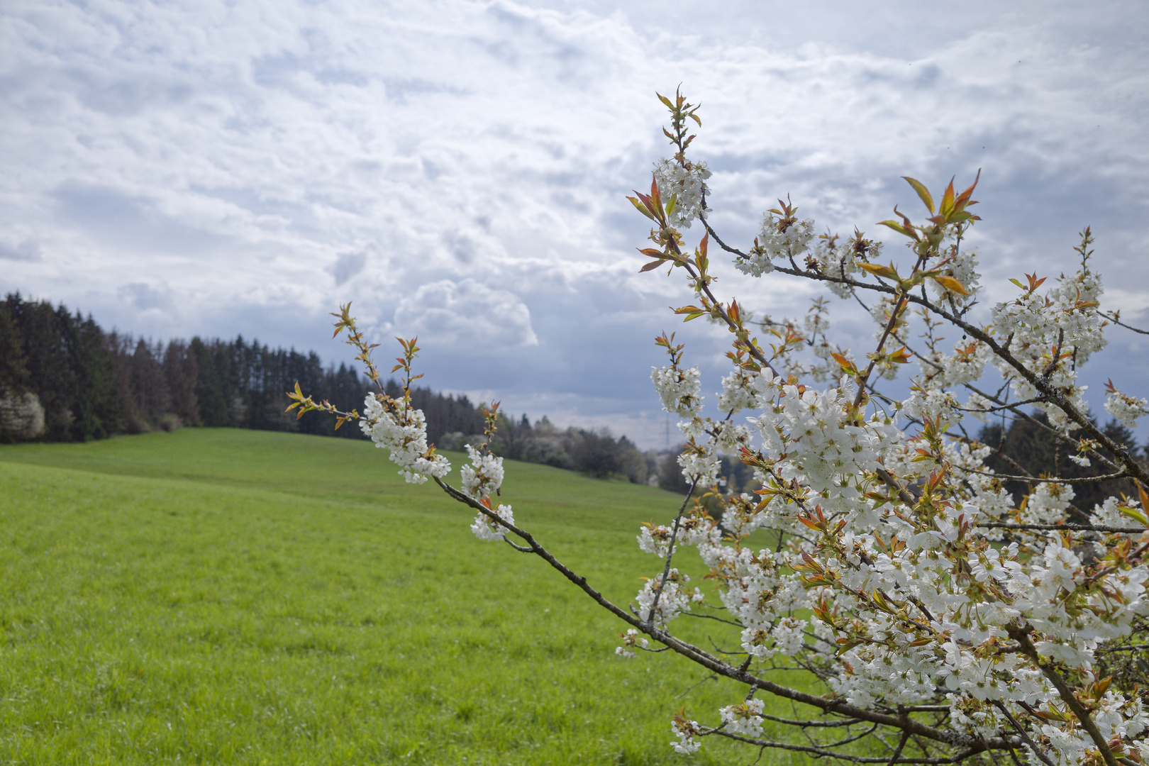 Frühling im Saarland