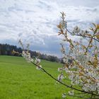 Frühling im Saarland