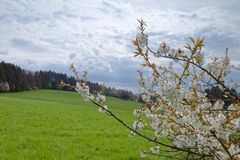 Frühling im Saarland