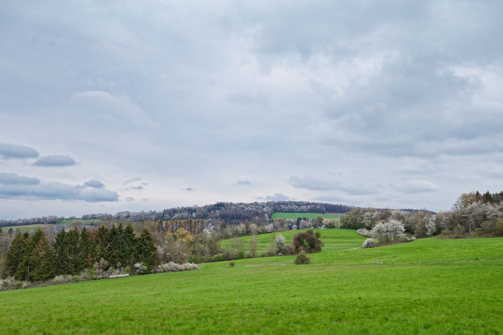 Frühling im Saarland (3)