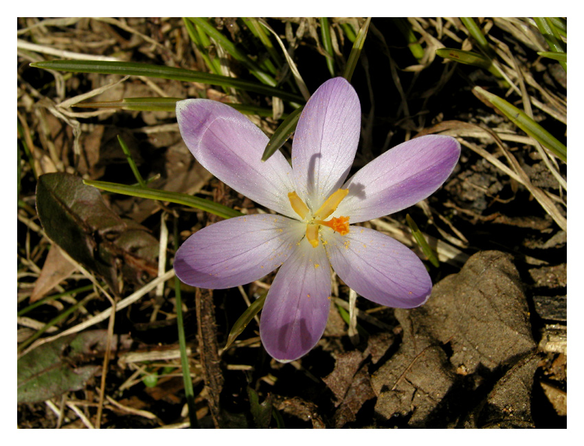 Frühling im Saarland