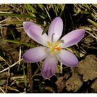 Frühling im Saarland