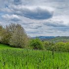 Frühling im Saarland (6)