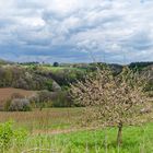 Frühling im Saarland (7)