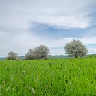 Frühling im Saarland (8)