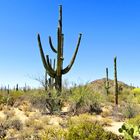 Frühling im Saguaro-Nationalpark