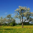 Frühling im Salzburger Land