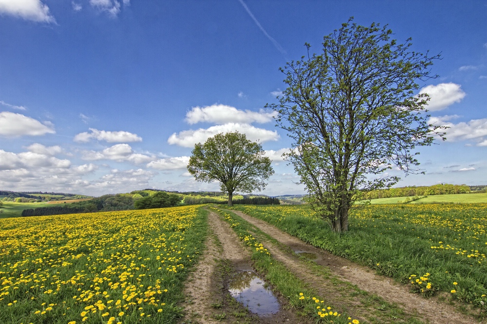 Frühling im Sauerland