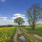 Frühling im Sauerland