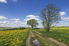 Frühling im Sauerland