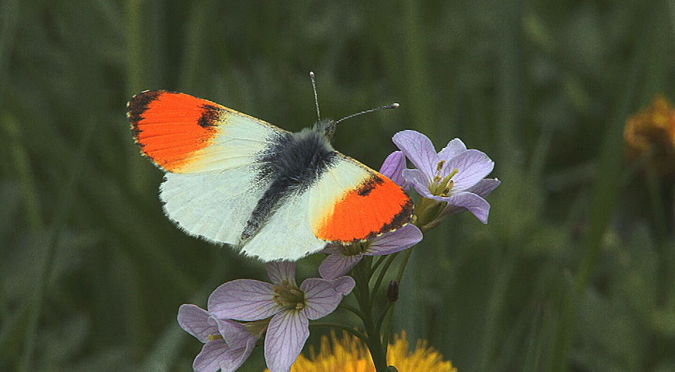 Frühling im Sauerland...