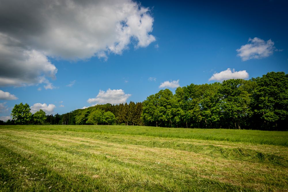 Frühling im Sauerland