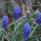 Frühling im Sauerland