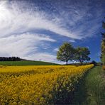 Frühling im Sauerland