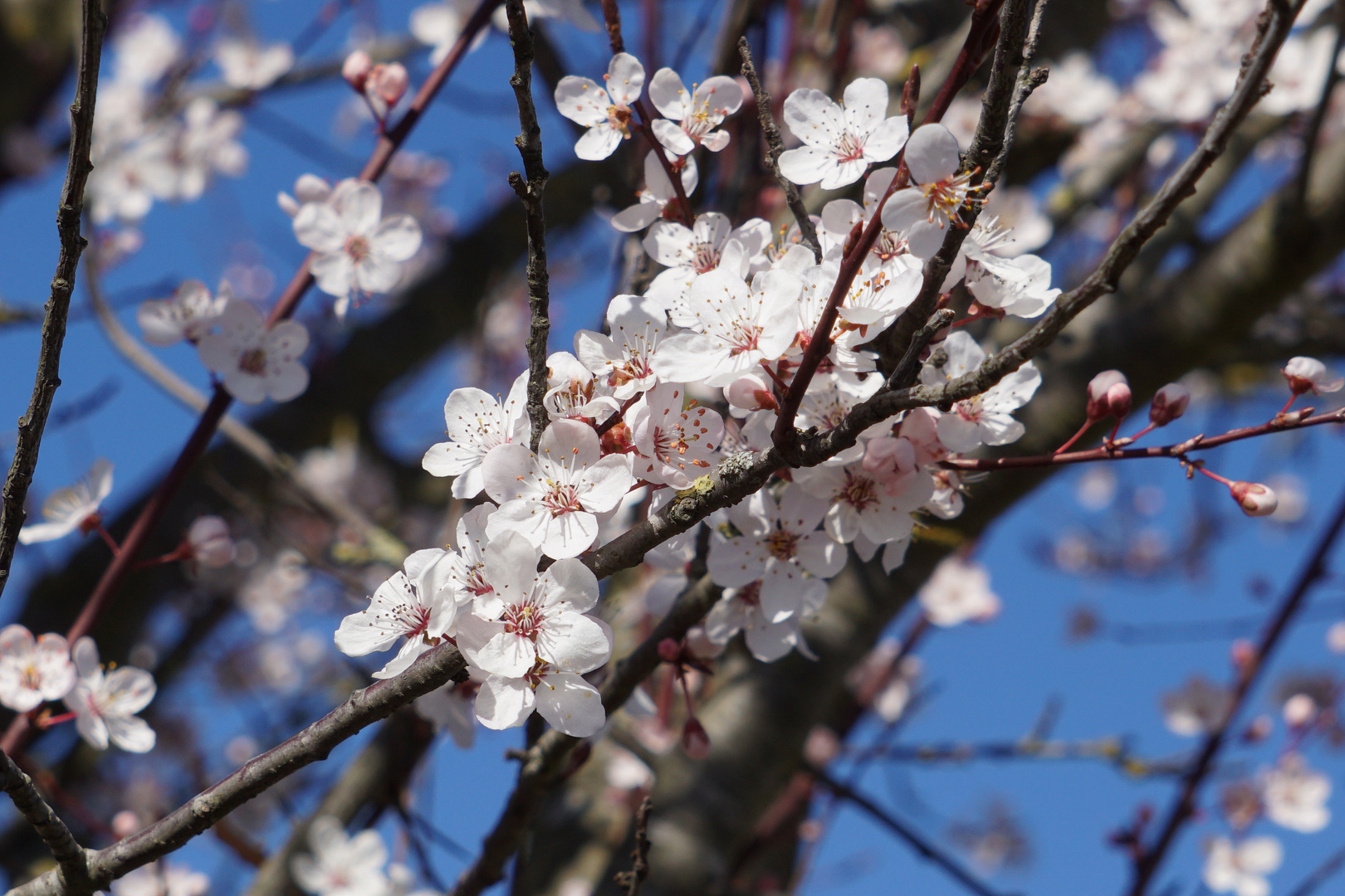 Frühling im Sauerland