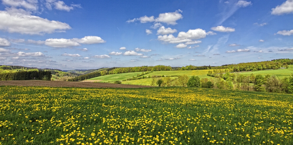 Frühling im Sauerland II