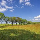 Frühling im Sauerland III