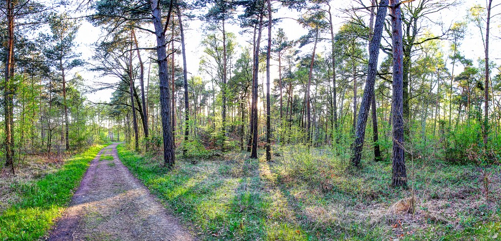 Frühling im Schifferstadter Wald